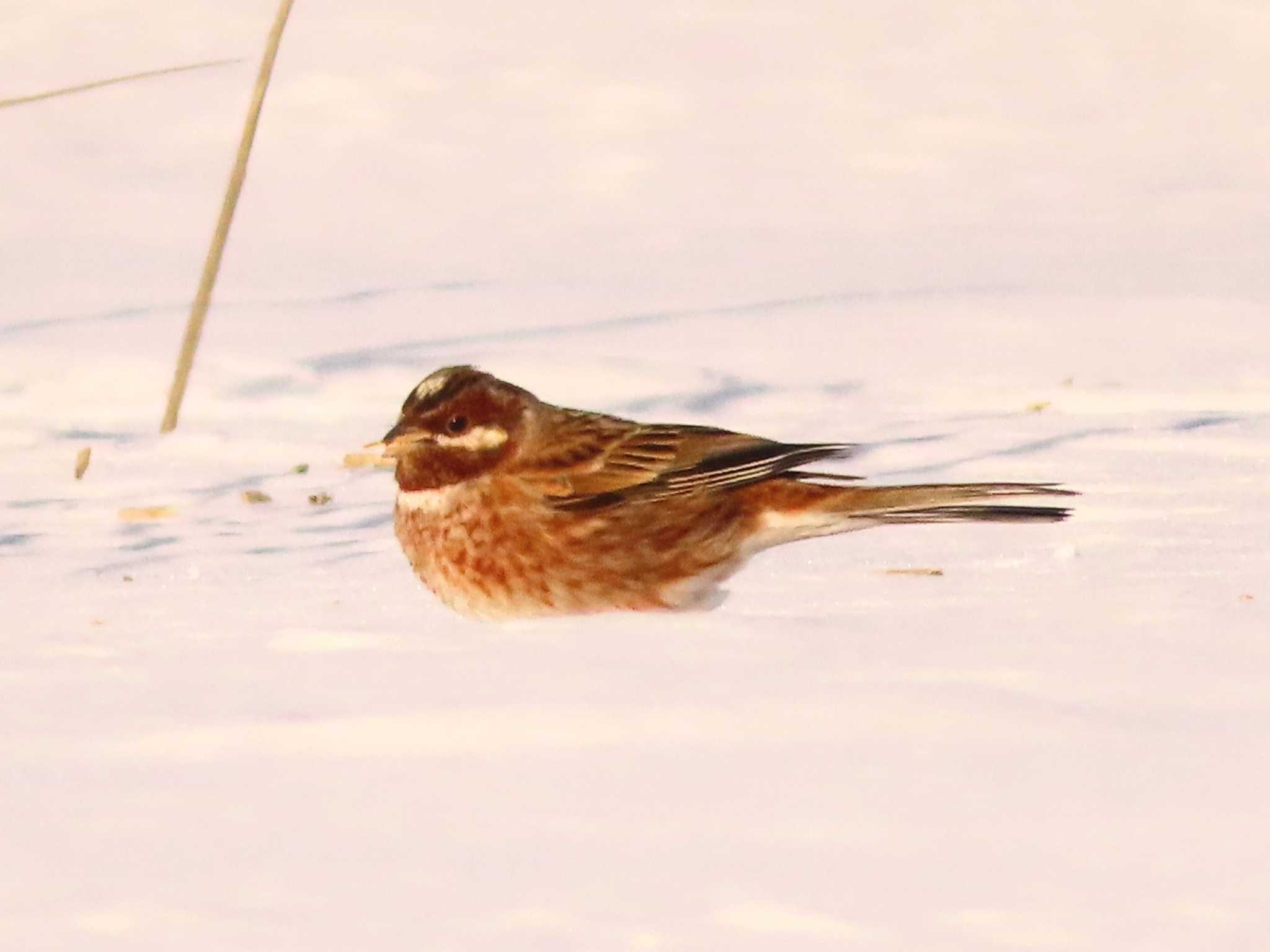 Pine Bunting