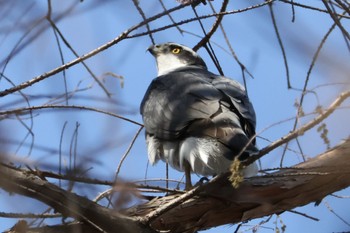 2024年2月12日(月) 秋ヶ瀬公園の野鳥観察記録