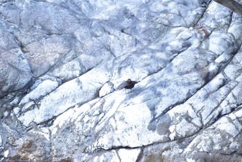 Brown Dipper Unknown Spots Sun, 11/11/2018