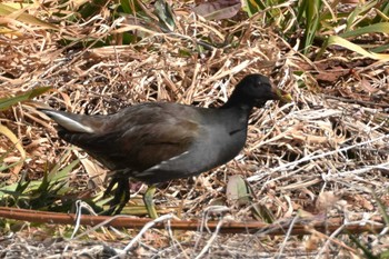 Common Moorhen 波志江沼環境ふれあい公園 Sun, 2/11/2024