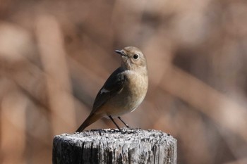 Daurian Redstart 波志江沼環境ふれあい公園 Sun, 2/11/2024