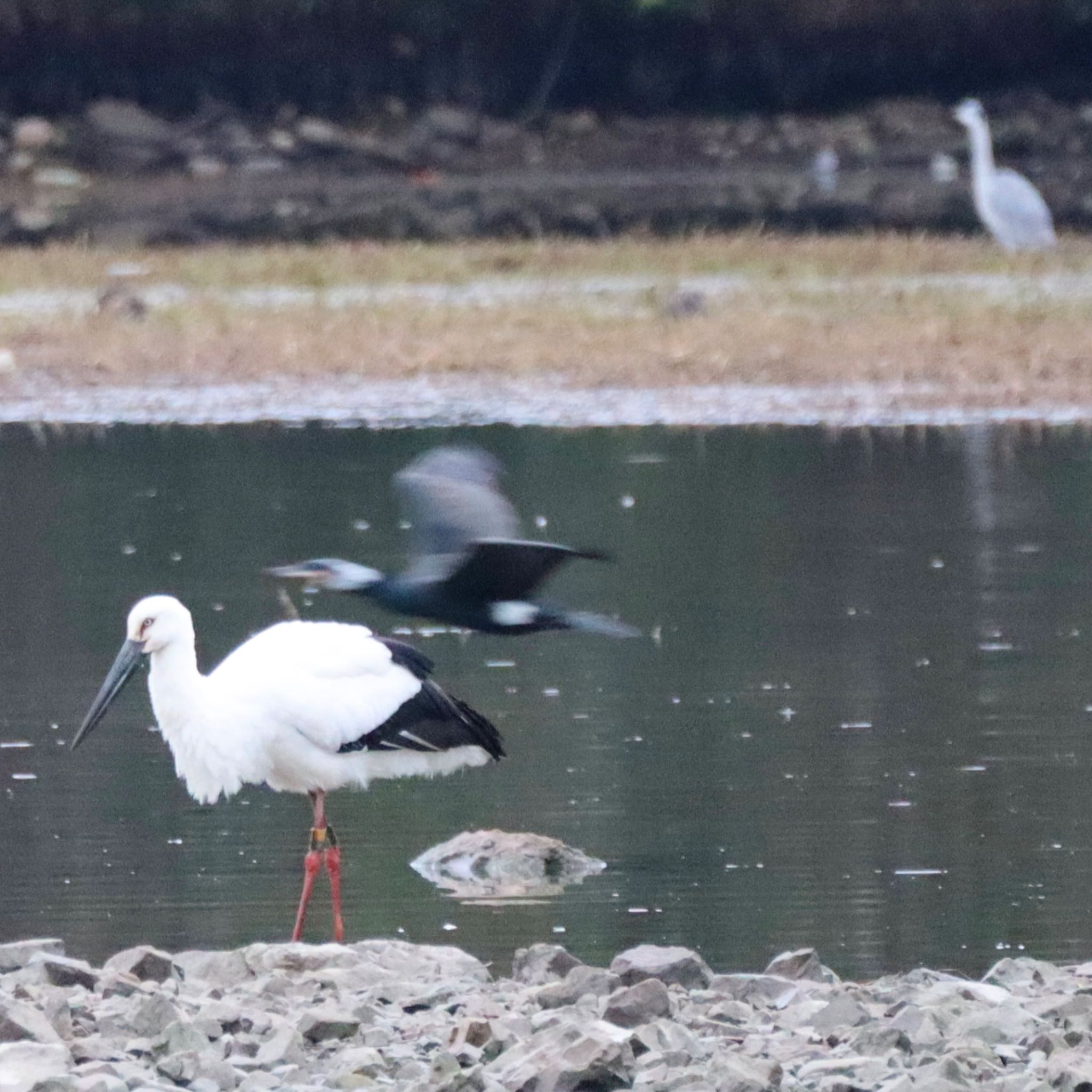 昆陽池公園 コウノトリの写真 by Tak_O