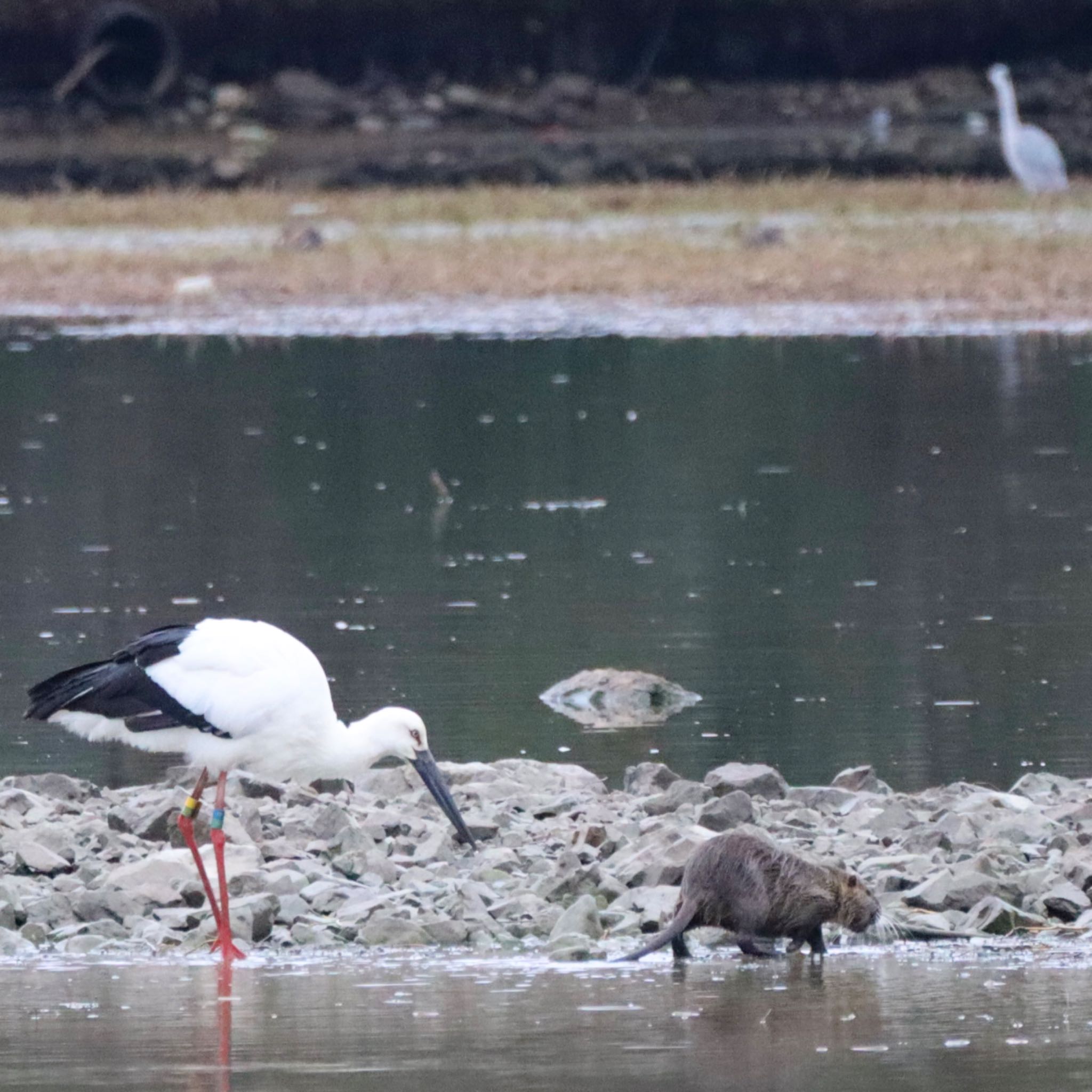 Photo of Oriental Stork at Koyaike Park by Tak_O