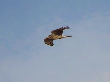 Hen Harrier 奈良 Mon, 1/15/2024