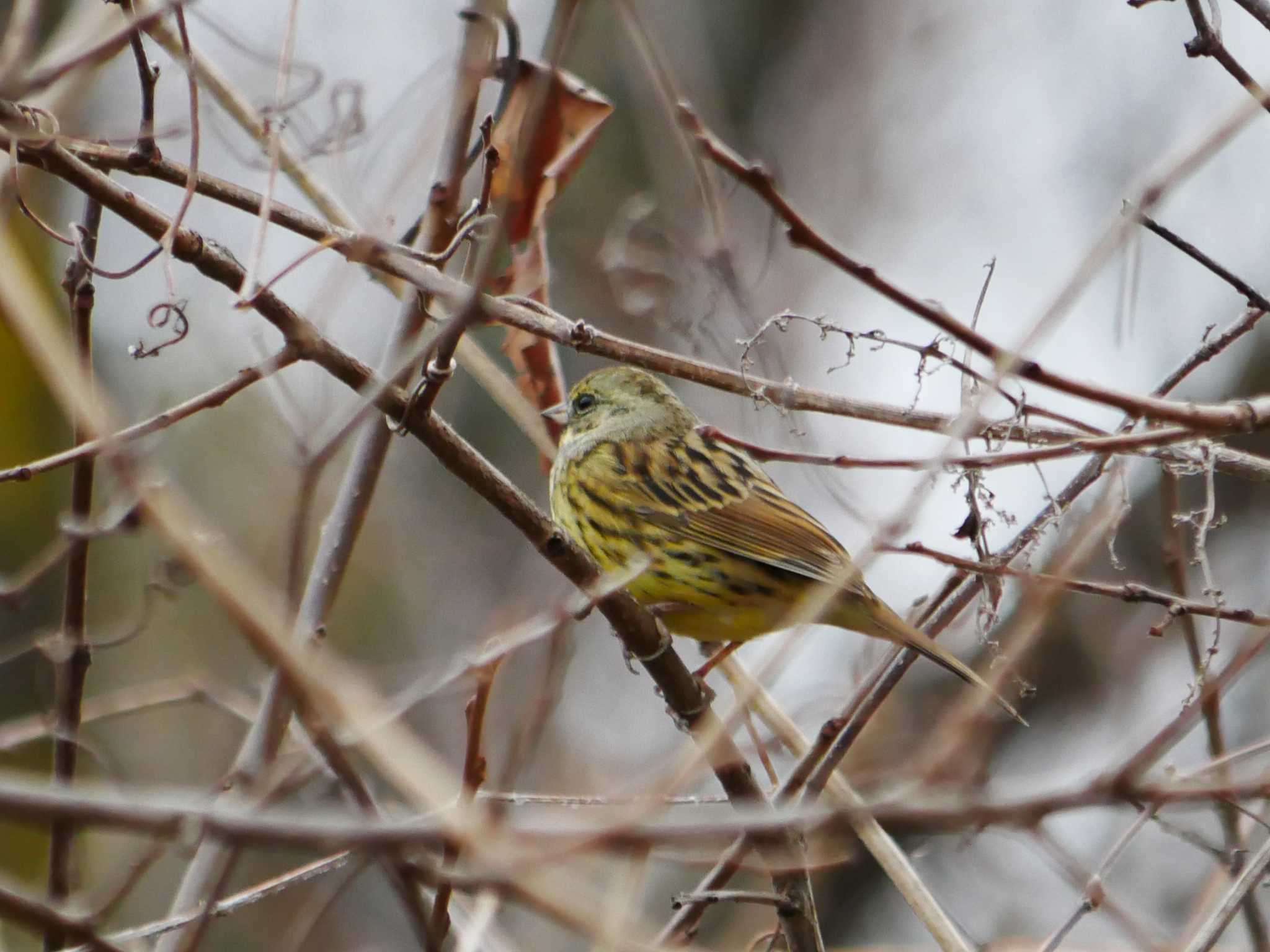 Photo of Masked Bunting at 東京都 by アカウント8018