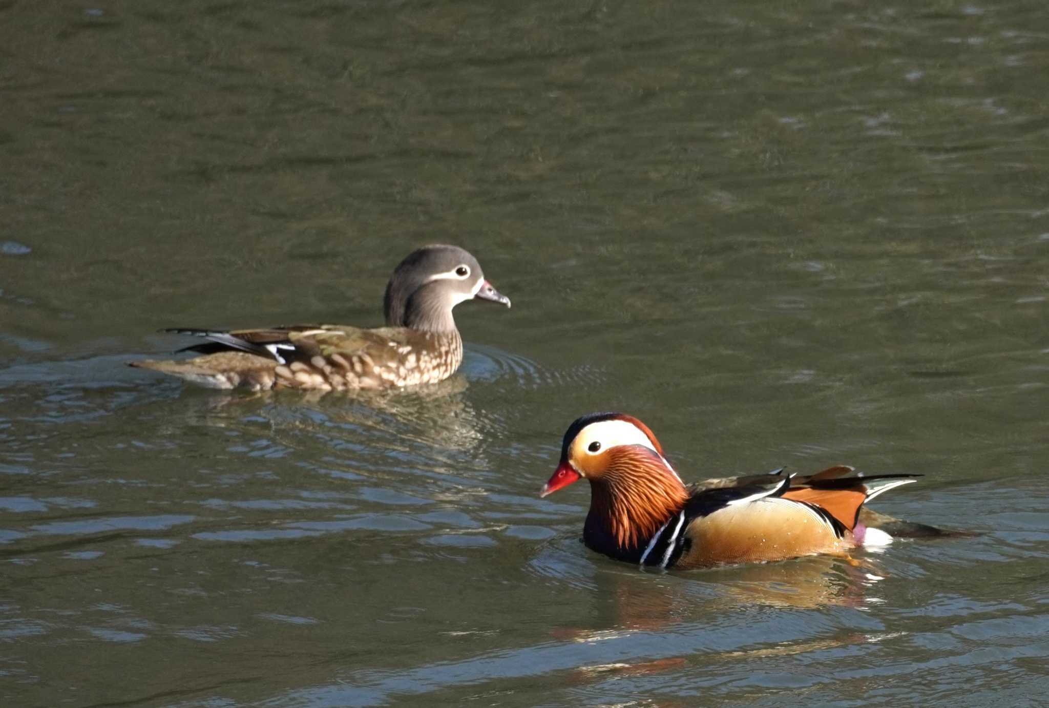 Mandarin Duck