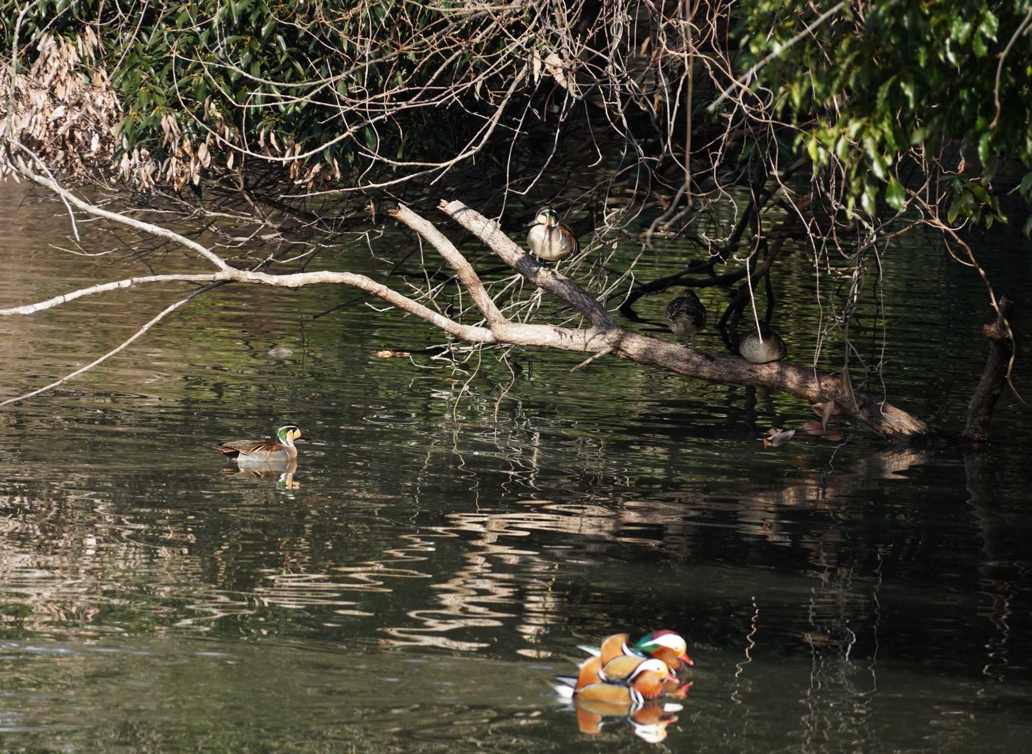 Baikal Teal