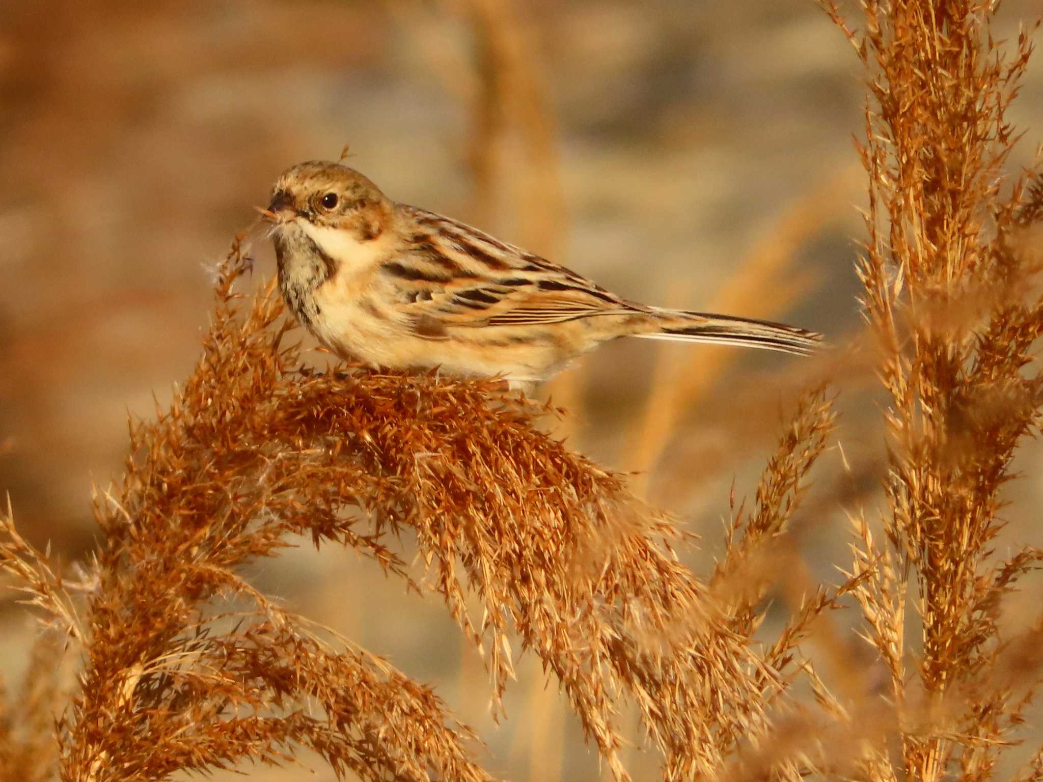 Photo of Pallas's Reed Bunting at 多摩川二ヶ領宿河原堰 by ゆ