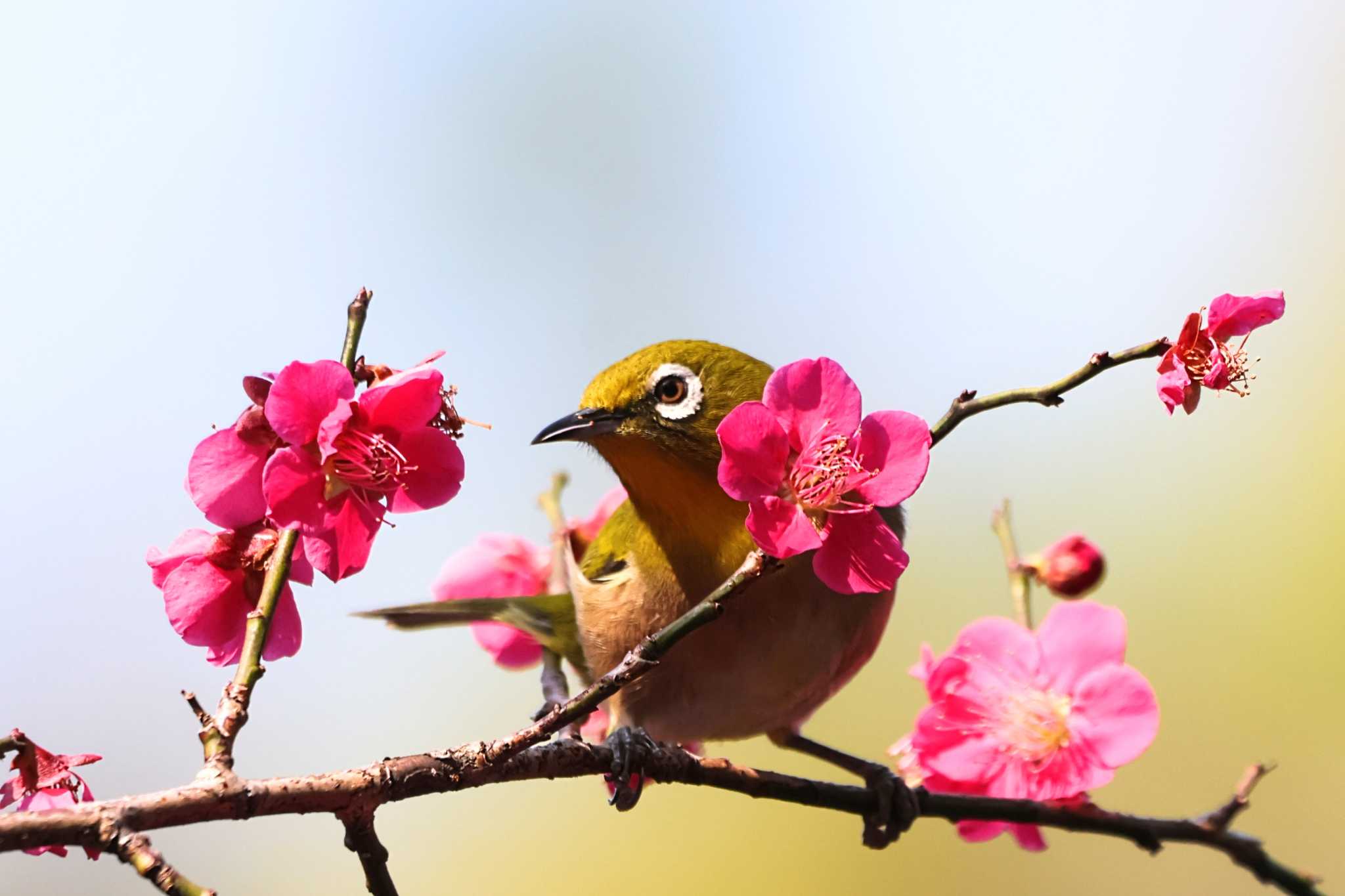 Warbling White-eye