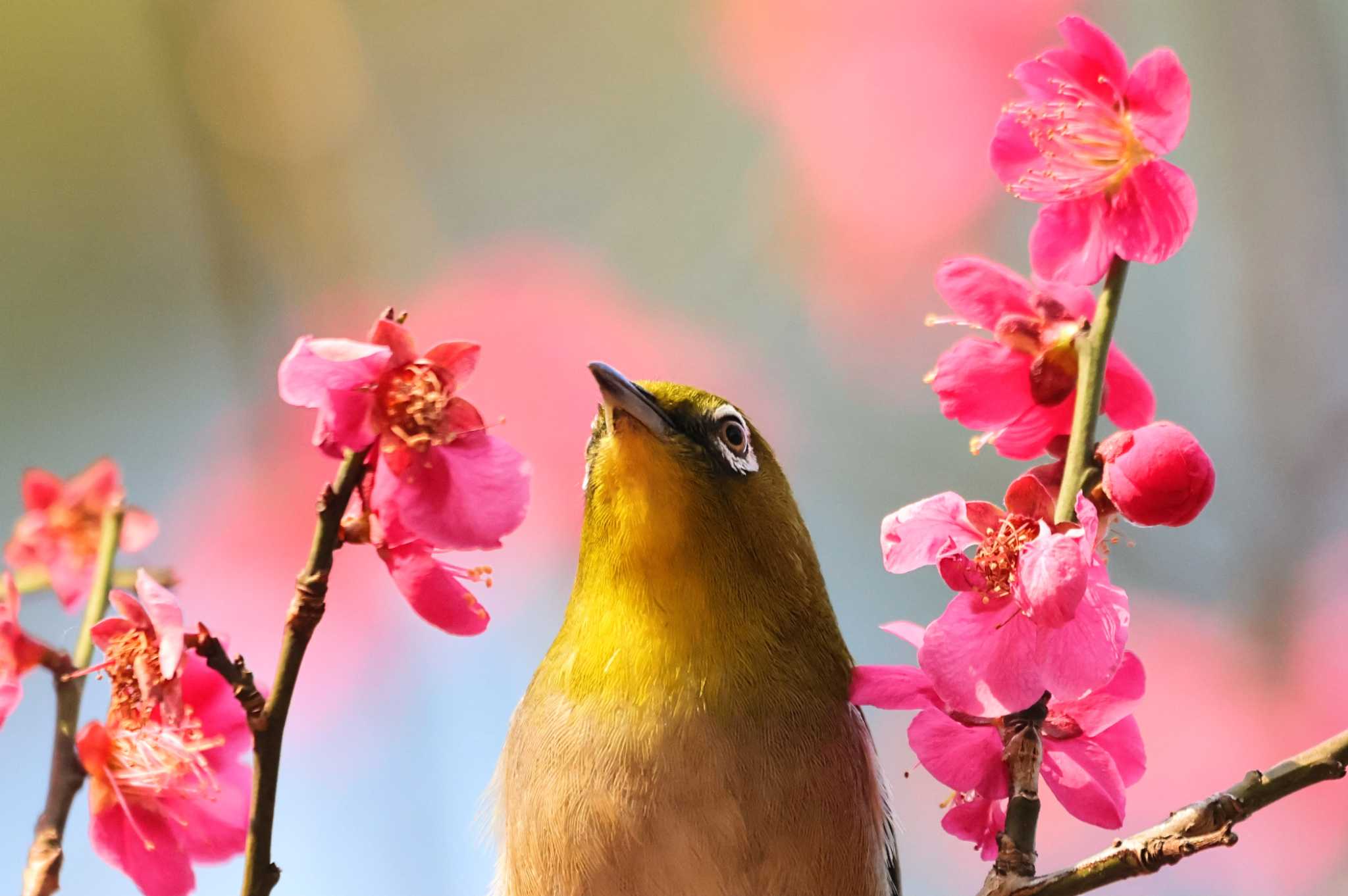 Warbling White-eye