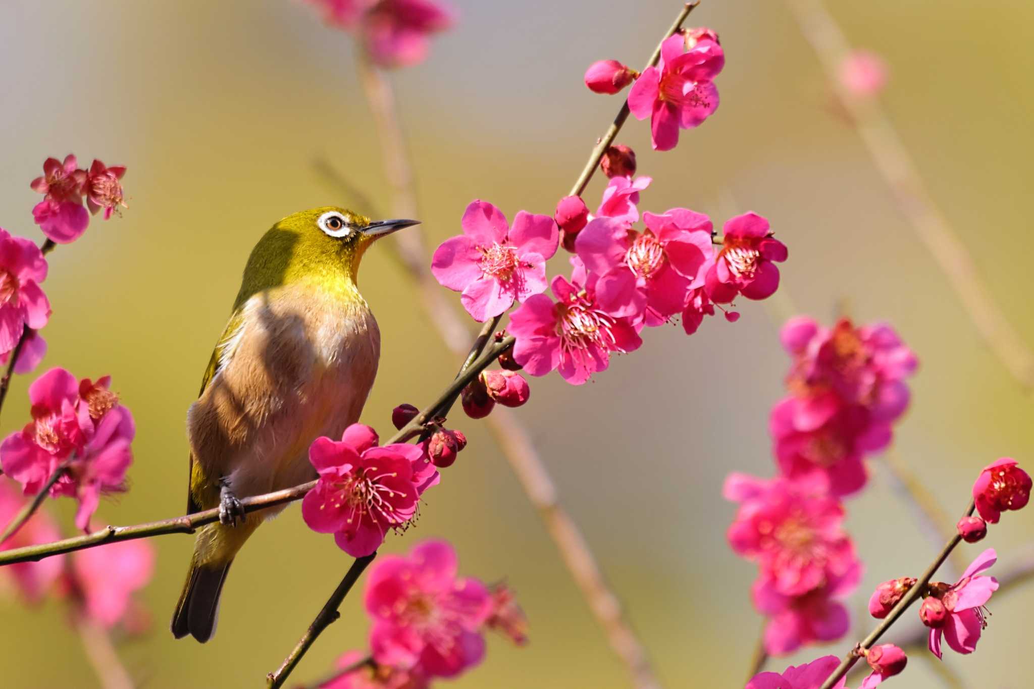 Photo of Warbling White-eye at Shakujii Park by ひろ