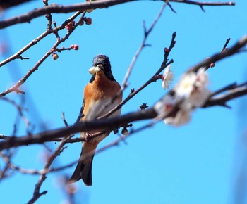 Brambling 東京都多摩地域 Fri, 2/16/2024