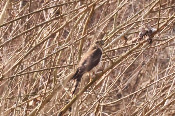 Eurasian Sparrowhawk 菊池川白石堰河川公園 Tue, 2/20/2024