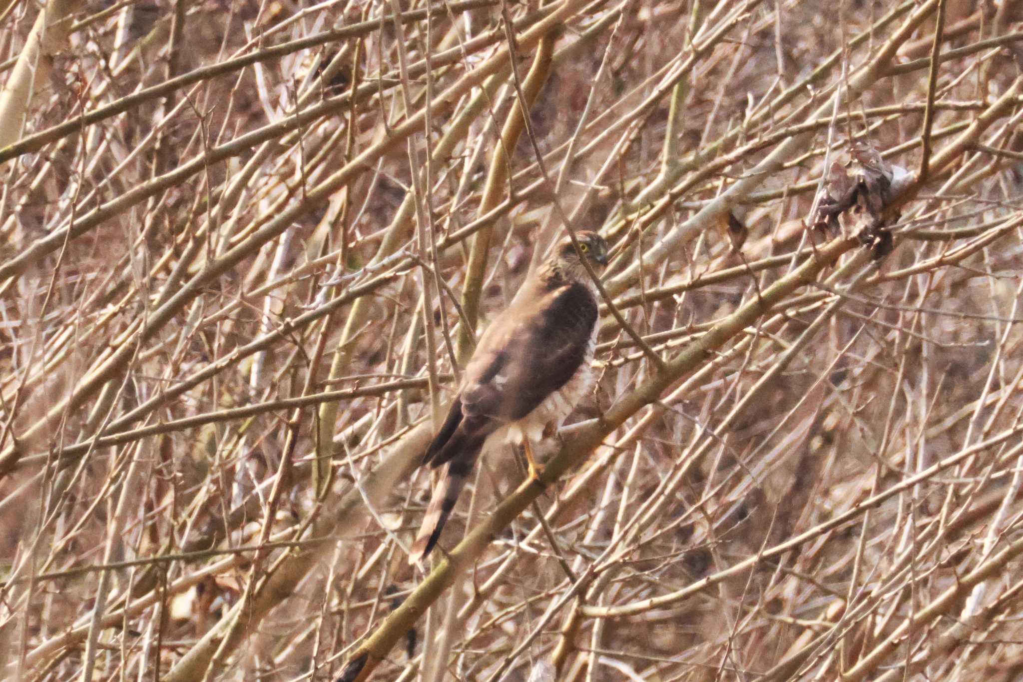 Photo of Eurasian Sparrowhawk at 菊池川白石堰河川公園 by momochan