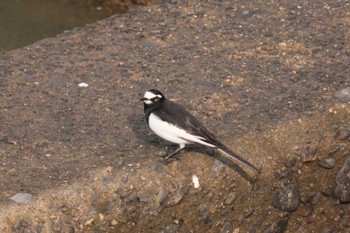 Japanese Wagtail 菊池川白石堰河川公園 Tue, 2/20/2024