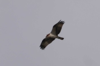 Osprey 菊池川白石堰河川公園 Tue, 2/20/2024