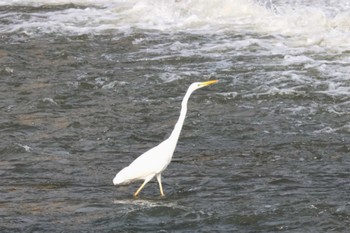 Great Egret(modesta)  菊池川白石堰河川公園 Tue, 2/20/2024