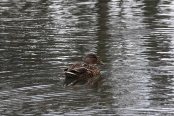 Mallard 福岡県営春日公園(春日市) Thu, 2/22/2024