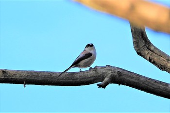 Long-tailed Tit 多々良沼 Wed, 11/28/2018