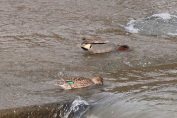 Eurasian Teal 菊池川白石堰河川公園 Tue, 2/20/2024