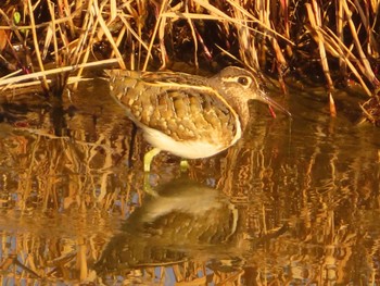 Greater Painted-snipe 大根川 Sat, 2/10/2024