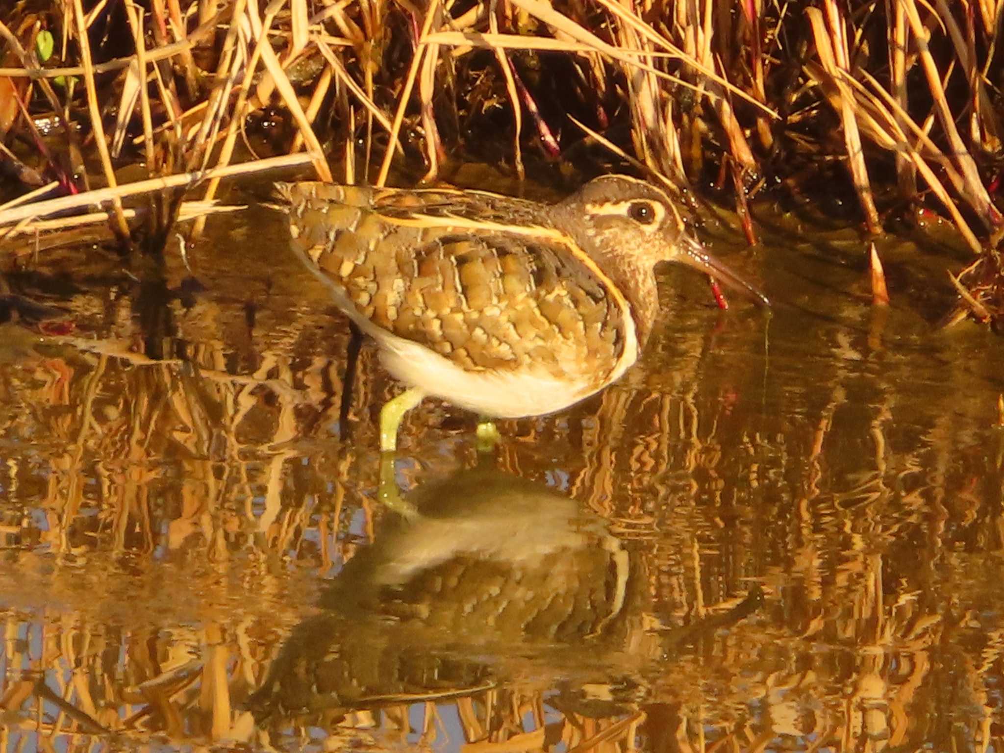 Photo of Greater Painted-snipe at 大根川 by ゆ