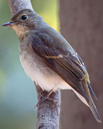 Asian Brown Flycatcher 西宮市 鳴尾浜 Fri, 11/11/2022