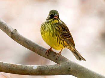 Masked Bunting 西宮市 廣田神社 Sat, 2/3/2024