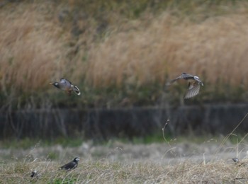 White-cheeked Starling 大口町 Sat, 2/17/2024