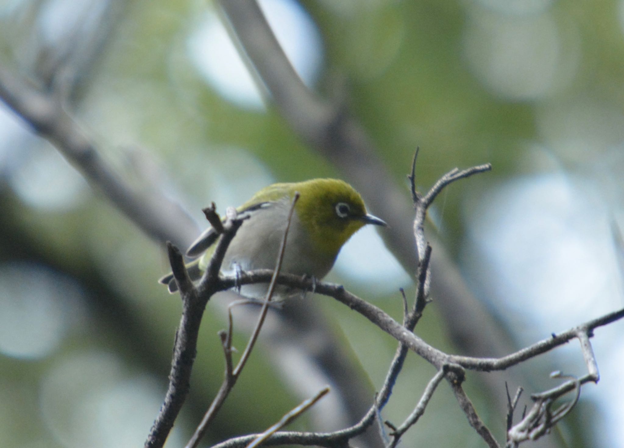 Photo of Warbling White-eye at 小牧山 by noel2023