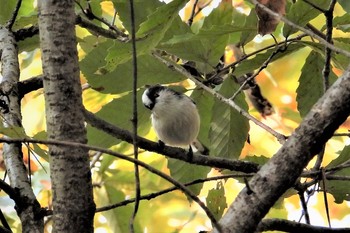 Long-tailed Tit 多々良沼 Wed, 11/28/2018