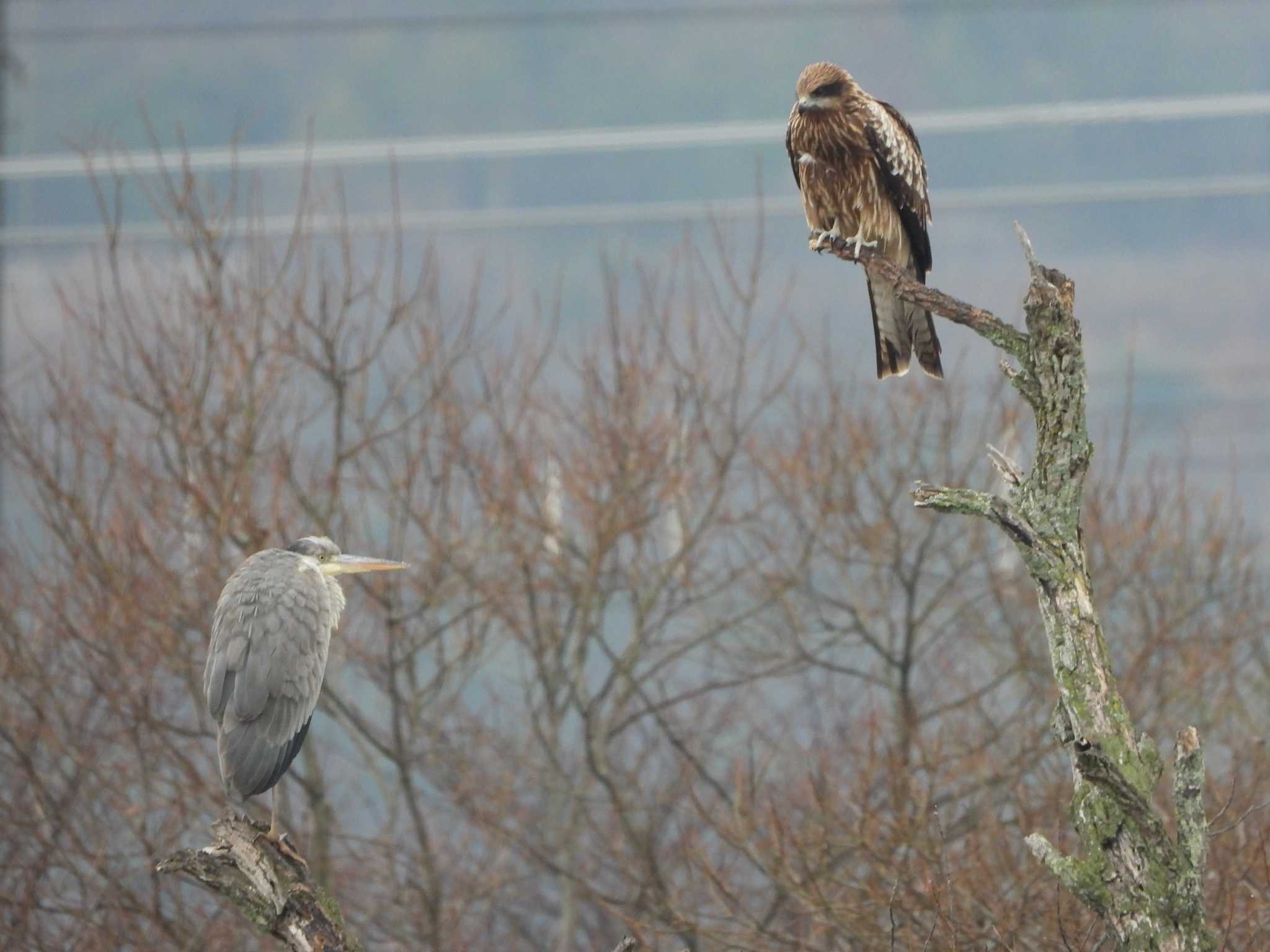 Photo of Black Kite at 近江舞子 by ひよひよ