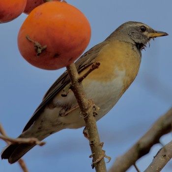 Eyebrowed Thrush Tobishima Island Sun, 10/29/2023