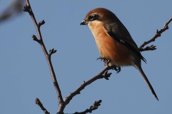 Bull-headed Shrike 多々良沼 Wed, 11/28/2018