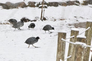 Eurasian Coot 明見湖 Fri, 2/23/2024