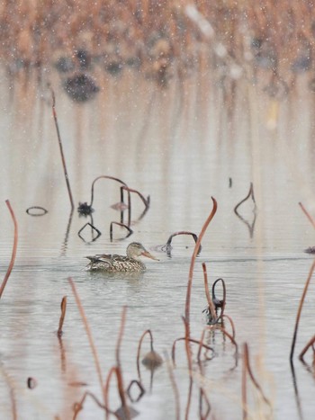 Northern Shoveler 明見湖 Fri, 2/23/2024