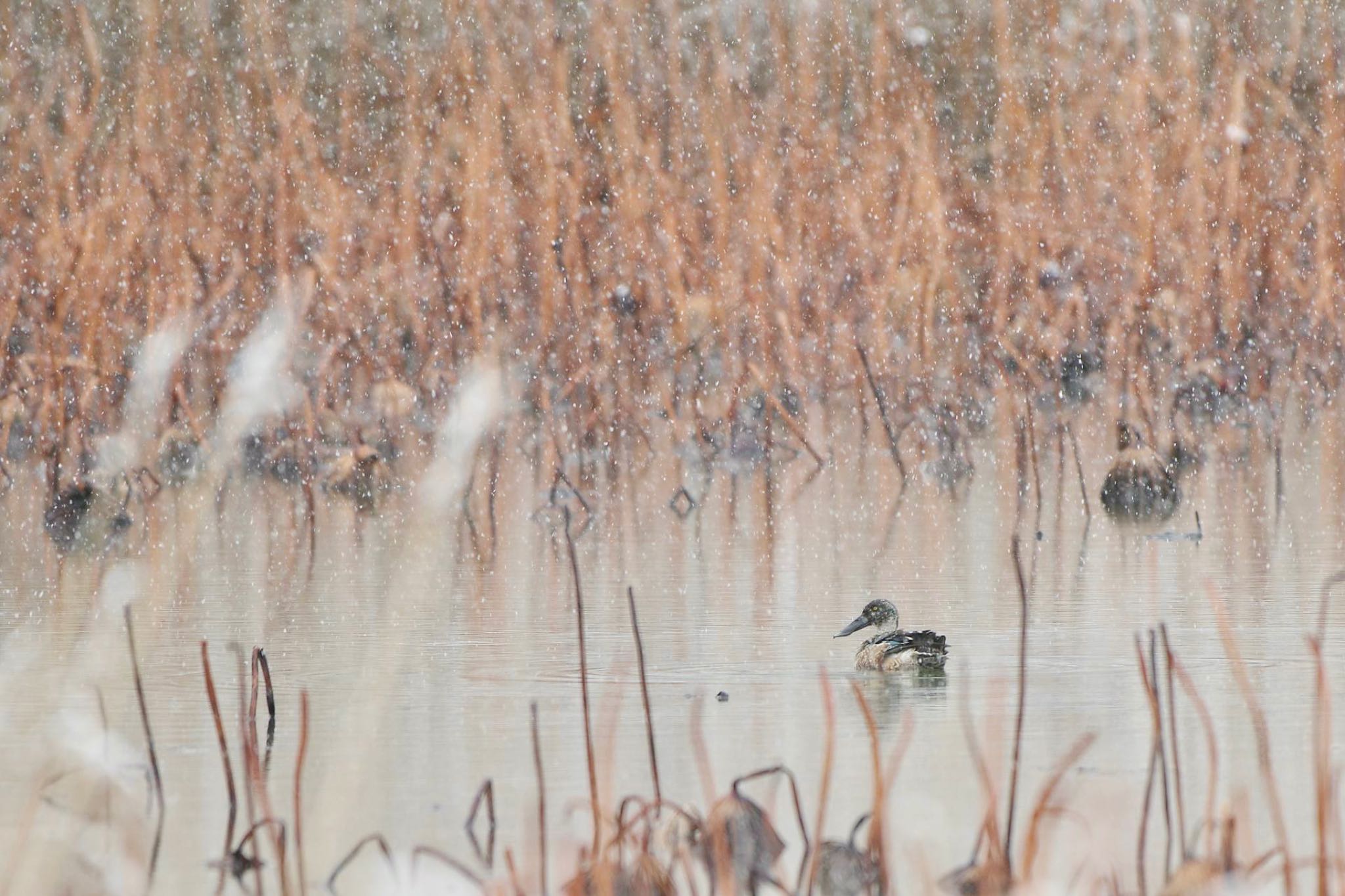 Photo of Northern Shoveler at 明見湖 by 關本 英樹