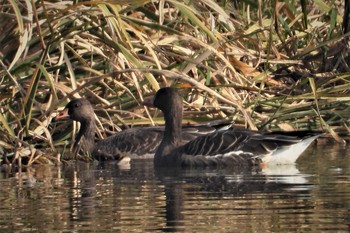 Greater White-fronted Goose 多々良沼 Wed, 11/28/2018