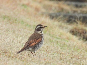 Dusky Thrush 岐阜市長良川河川敷 Thu, 2/22/2024