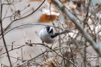 Long-tailed Tit Arima Fuji Park Sun, 2/18/2024