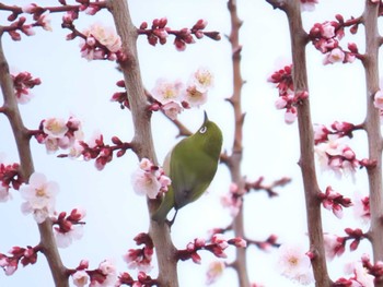 2024年2月23日(金) 大阪城公園の野鳥観察記録