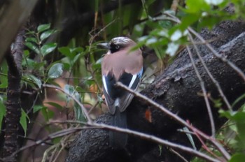 2024年2月23日(金) 北本自然観察公園の野鳥観察記録