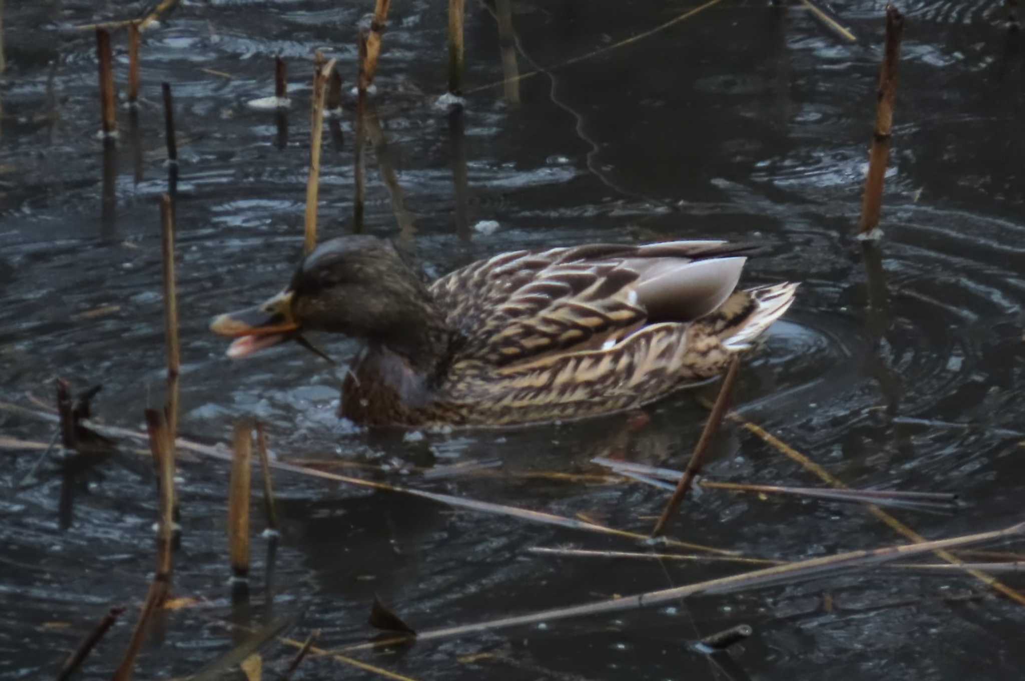 マガモ