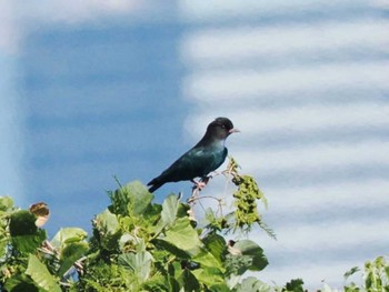 Oriental Dollarbird 油山片江展望台 Sat, 9/16/2023