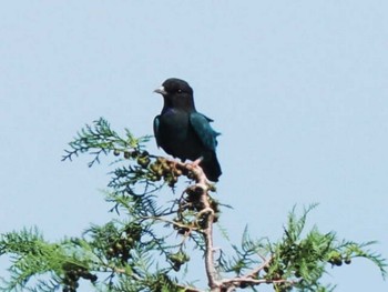 2023年9月16日(土) 油山片江展望台の野鳥観察記録