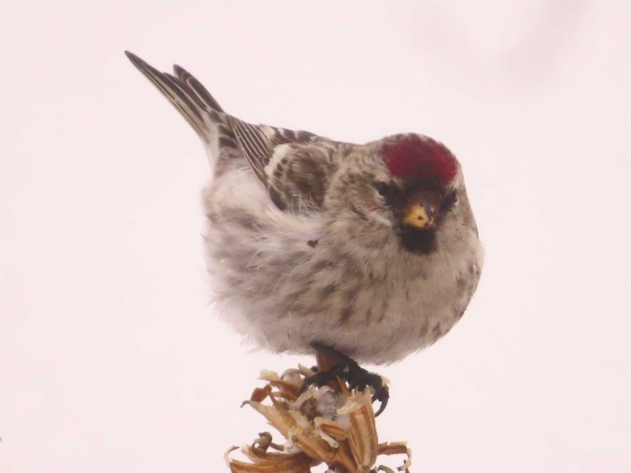 Photo of Common Redpoll at Makomanai Park by ゆ