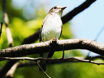 Grey-streaked Flycatcher 舞鶴公園 Sat, 9/9/2023