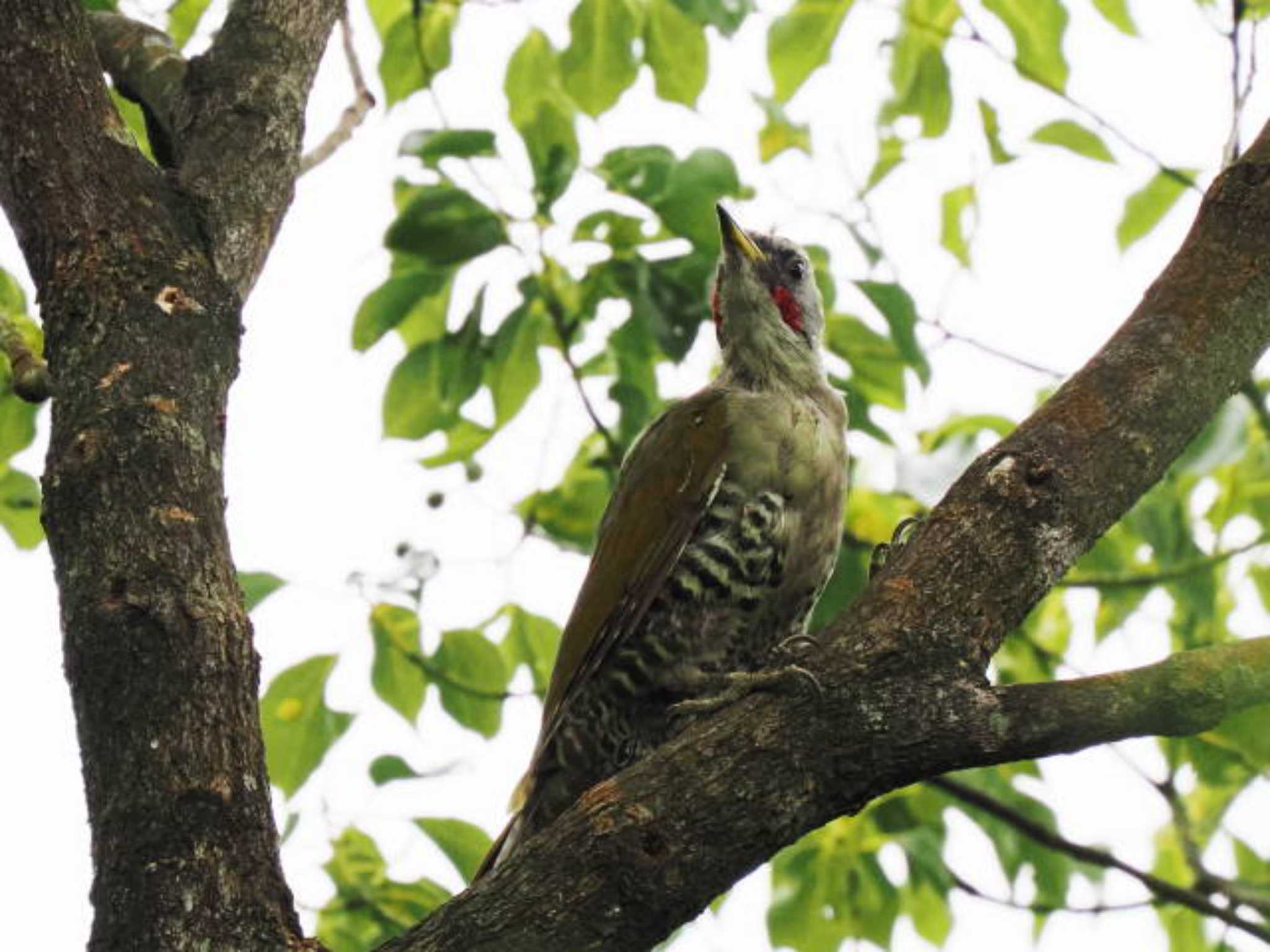 Japanese Green Woodpecker