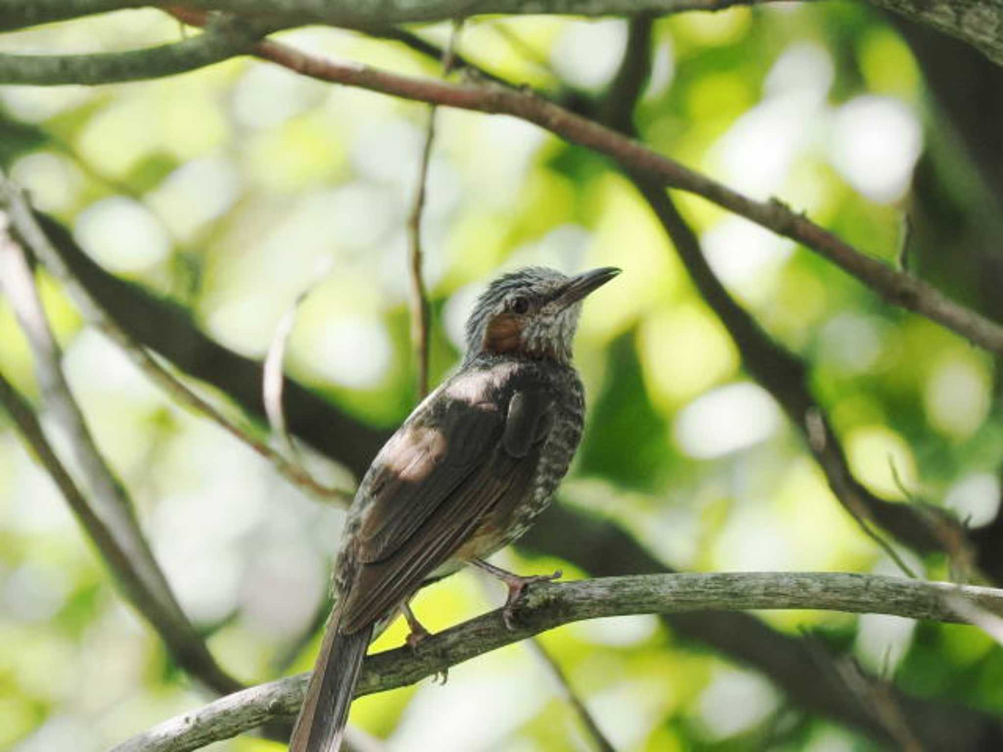 Brown-eared Bulbul