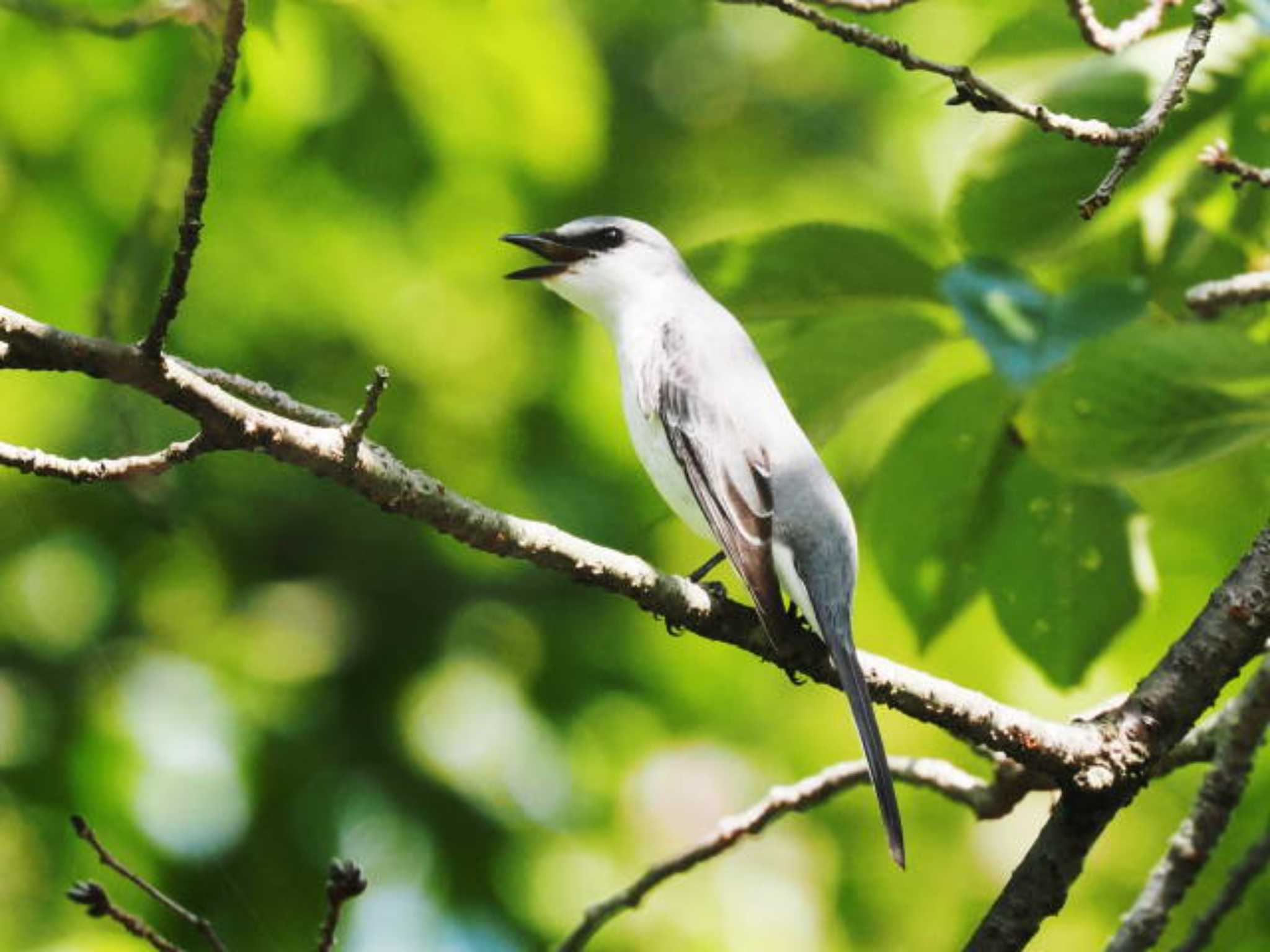 Ashy Minivet